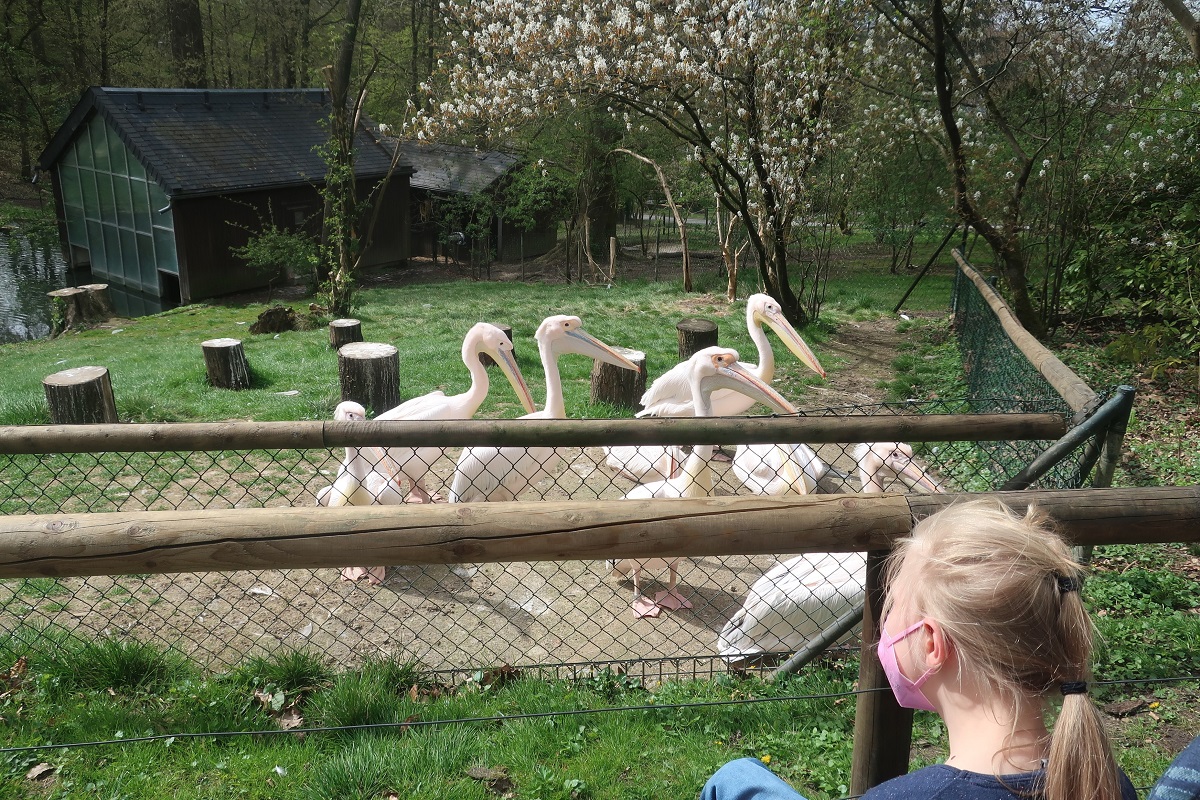 Zoo4229